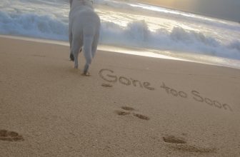 Gift Ideas for Someone Who Has Lost a Pet by Gifter World