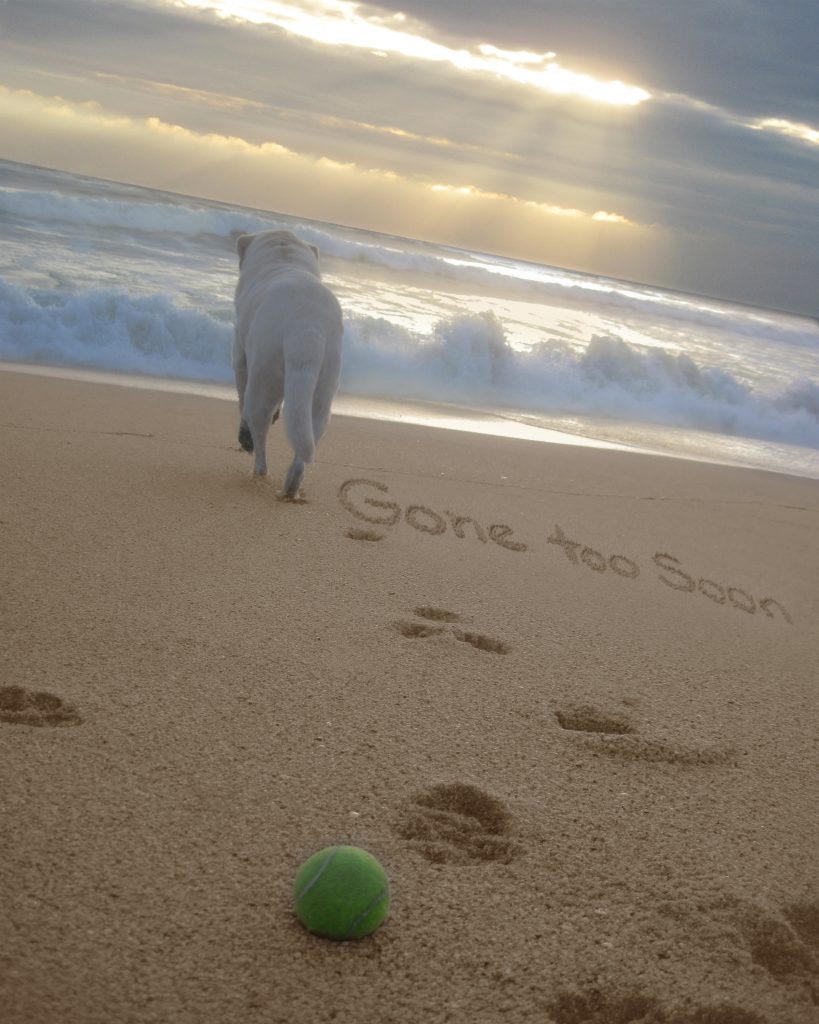 unique-gift-ideas-for-someone-who-has-lost-a-pet-gifter-world