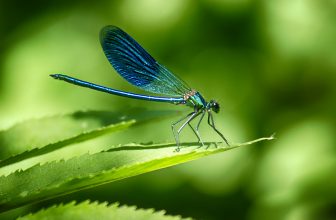 Dragonfly Gifts by Gifter World