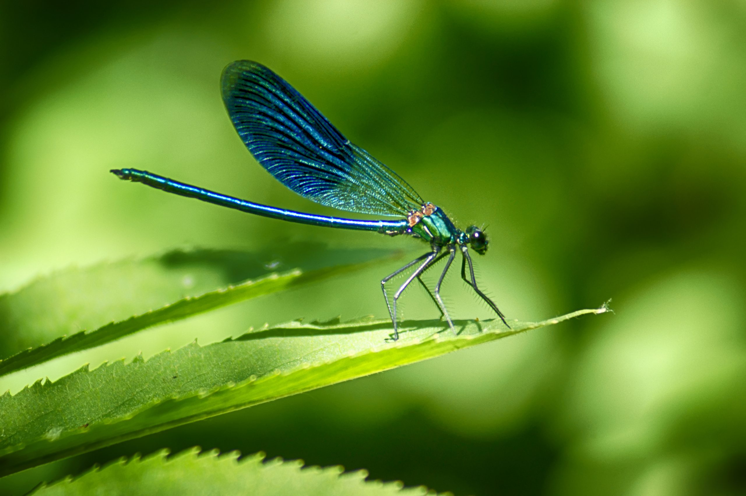 Dragonfly Gifting