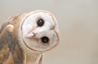 Gifts With Owls by Gifter World