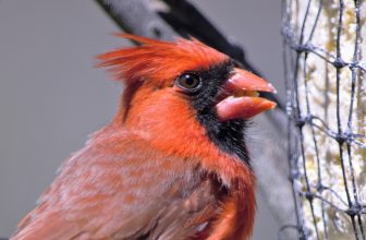 Gifts for Bird Watchers by Gifter World
