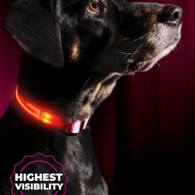 LED Dog Collar