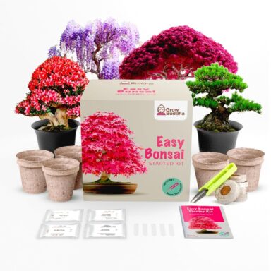 Grow Your Own Bonsai Trees Kit – 4 Different Trees