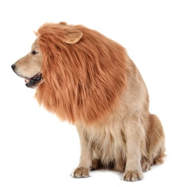 Lion Dog Mane