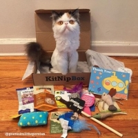 Kitnip Box – Cat Subscription Box