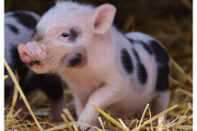 Pig Gifts for Piggy Lovers